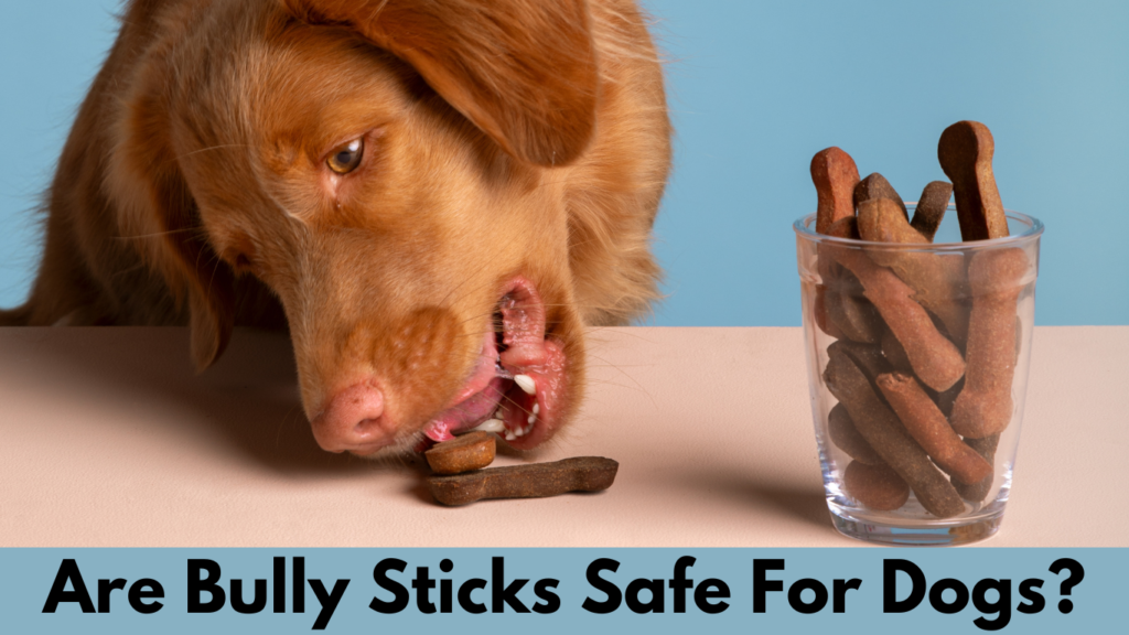 Are Bully Sticks Safe For Dogs?