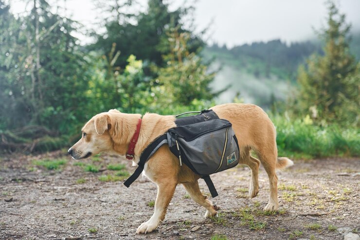 dog backpack