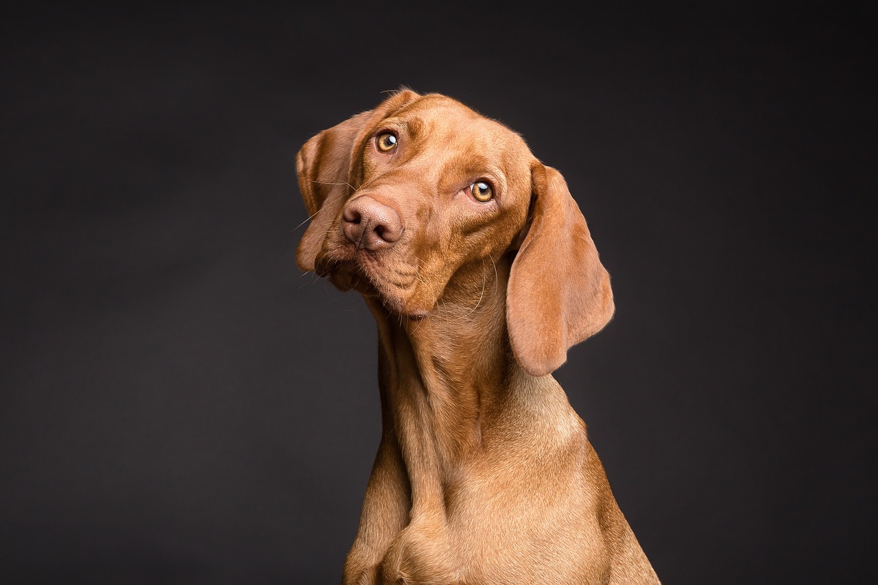 Nutritional Value of Mashed Potatoes for Dogs