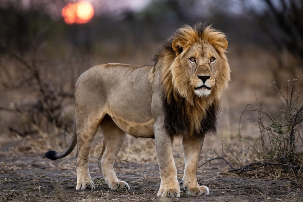 Majestic Male Lion Portrait